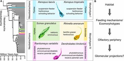 Conservation of Glomerular Organization in the Main Olfactory Bulb of Anuran Larvae